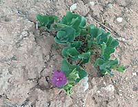 photo by Allison Mathis